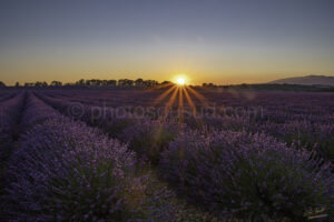 Sunset, mer de lavande sur le plateau de Sault